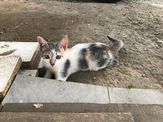 Grey Grey - Domestic Short Hair + Calico Cat