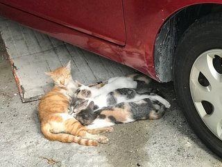 Grey Grey - Domestic Short Hair + Calico Cat