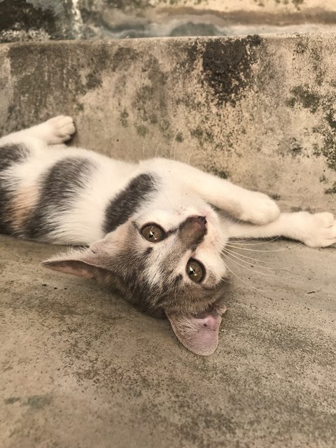 Grey Grey - Domestic Short Hair + Calico Cat