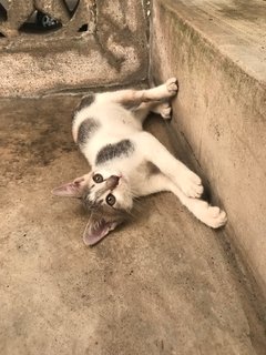 Grey Grey - Domestic Short Hair + Calico Cat