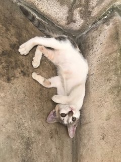 Grey Grey - Domestic Short Hair + Calico Cat