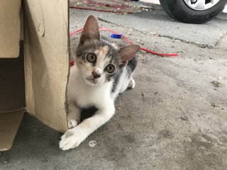 Brownie - Domestic Short Hair + Calico Cat