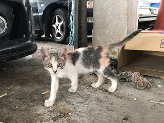 Brownie - Domestic Short Hair + Calico Cat