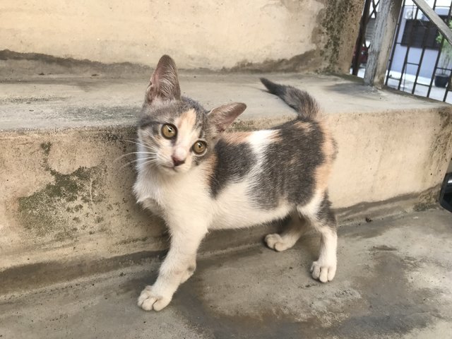 Brownie - Domestic Short Hair + Calico Cat