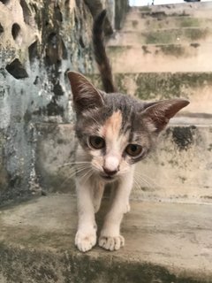 Brownie - Domestic Short Hair + Calico Cat