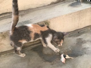 Brownie - Domestic Short Hair + Calico Cat