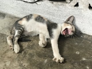 Brownie - Domestic Short Hair + Calico Cat