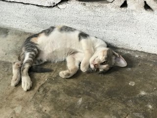 Brownie - Domestic Short Hair + Calico Cat