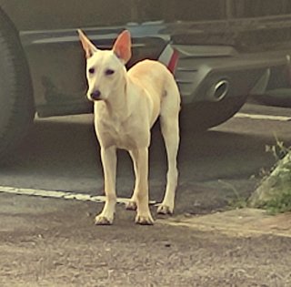 Handsome - Mixed Breed Dog