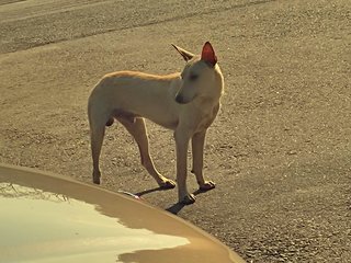 Handsome - Mixed Breed Dog