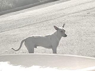 Handsome - Mixed Breed Dog