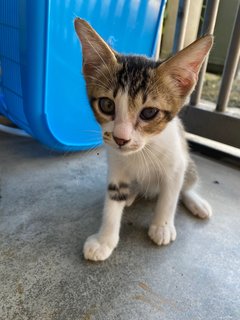 Betty - Domestic Short Hair Cat