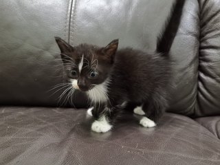 Cutekittens - Domestic Short Hair Cat