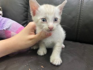 Cutekittens - Domestic Short Hair Cat