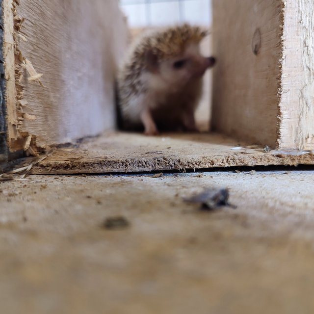 PF125341 - Hedgehog Small & Furry