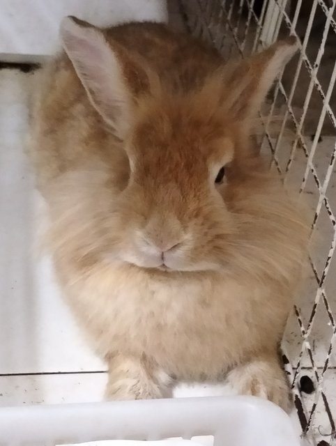 Yaoyao - Lionhead Rabbit