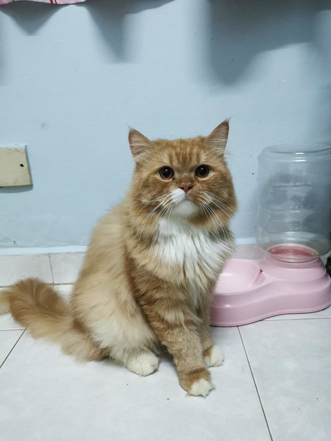 Oyen - Persian Cat