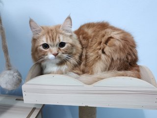 Oyen - Persian Cat