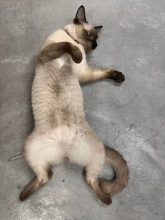 Mia - Siamese Cat