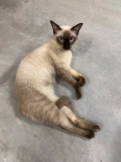 Mia - Siamese Cat