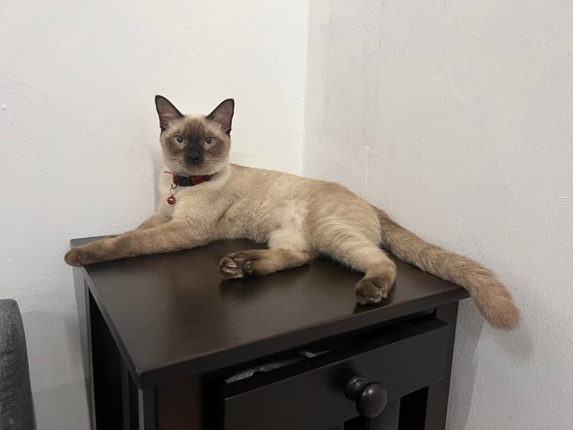 Mia - Siamese Cat