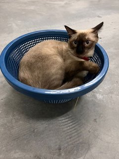 Mia - Siamese Cat