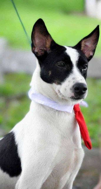 Panda - Australian Kelpie Mix Dog