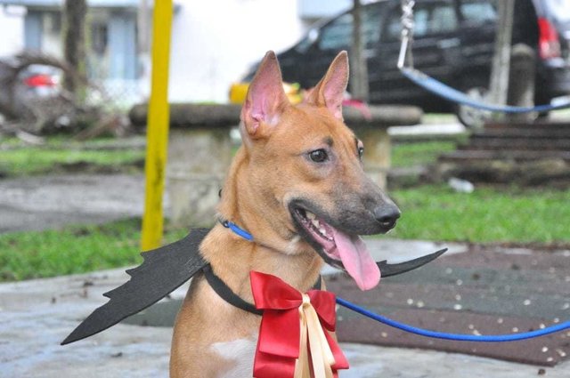 Koko - Australian Kelpie Mix Dog