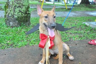 Koko - Australian Kelpie Mix Dog