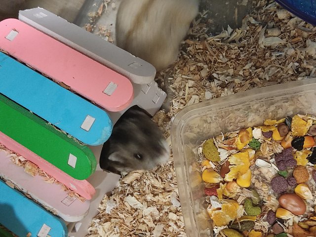 Winter Dwarf - Short Dwarf Hamster Hamster