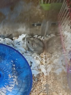 Winter Dwarf - Short Dwarf Hamster Hamster