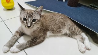 Ash - Domestic Short Hair Cat