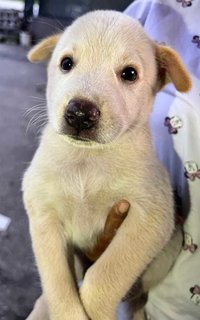 Kai (K) - Mixed Breed Dog