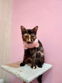 Blackball - Tortoiseshell Cat