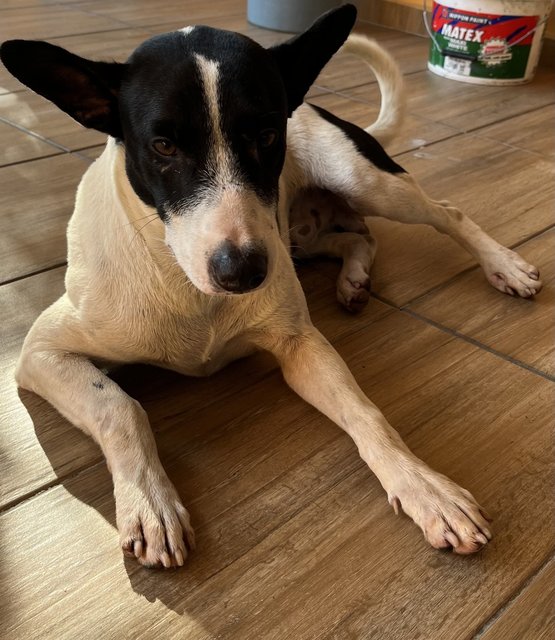 Ben &amp; Family - Mixed Breed Dog