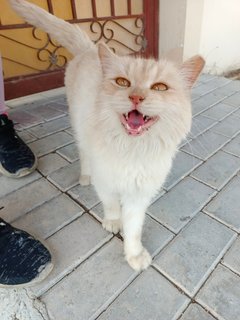 Matty - Persian Cat