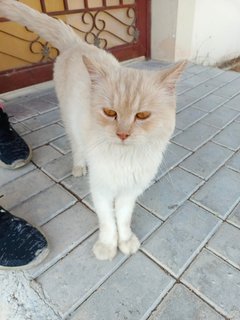 Matty - Persian Cat