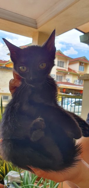 Black &amp; Mixed Colored Tabby Sibling's - Domestic Short Hair Cat