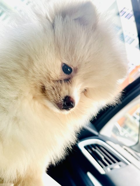 Max - Pomeranian Dog