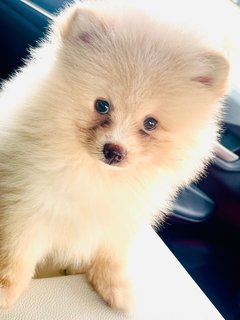 Max - Pomeranian Dog