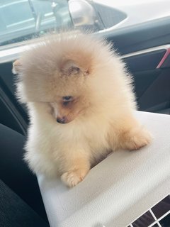 Max - Pomeranian Dog