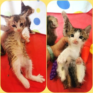 Pandan &amp; Ginseng - Domestic Short Hair Cat