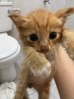 Goldie - Domestic Medium Hair Cat