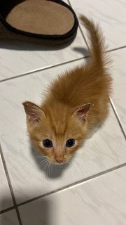 Goldie - Domestic Medium Hair Cat