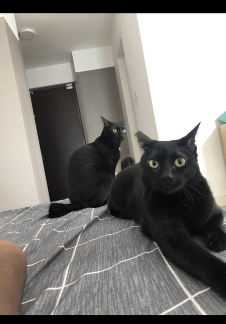 Abbass &amp; Awad - Domestic Medium Hair Cat