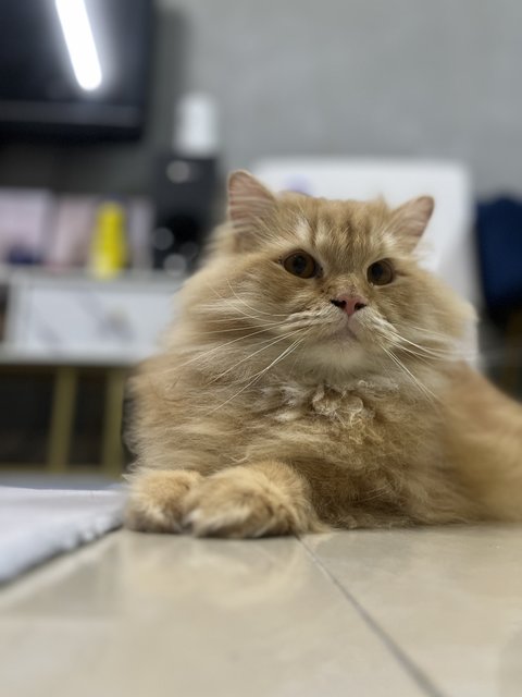 Yeyen - Persian + Maine Coon Cat