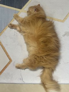 Yeyen - Persian + Maine Coon Cat