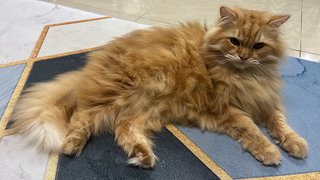 Yeyen - Persian + Maine Coon Cat