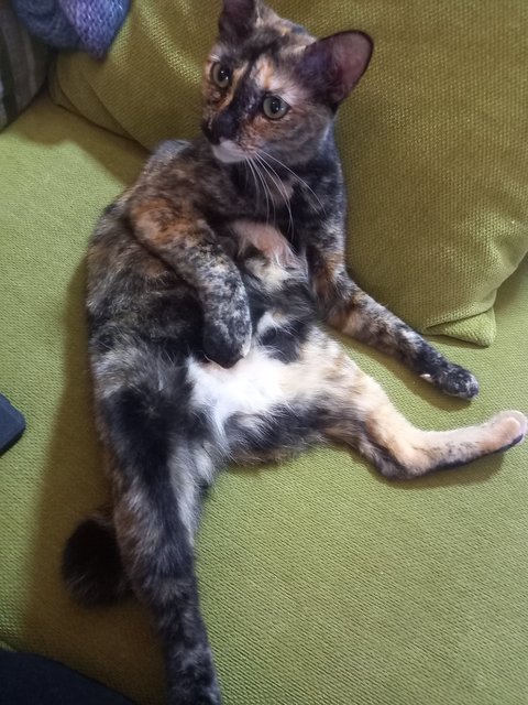 Evie Littles - Tortoiseshell + Domestic Short Hair Cat