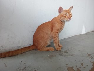 Oyen (Fka Orion) - Domestic Short Hair Cat